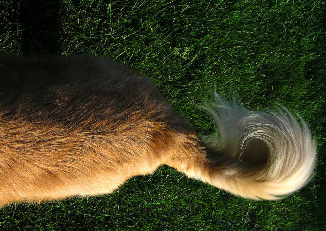 association culture Photograph of the rear end of a dog on grass from above. The dog has a red coat of fur and a long curling tail.