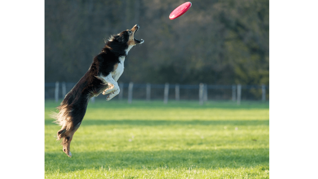 Building good habits—you can teach an old dog new tricks! A photograph of a black and white dog leaping to catch a Frisbee.