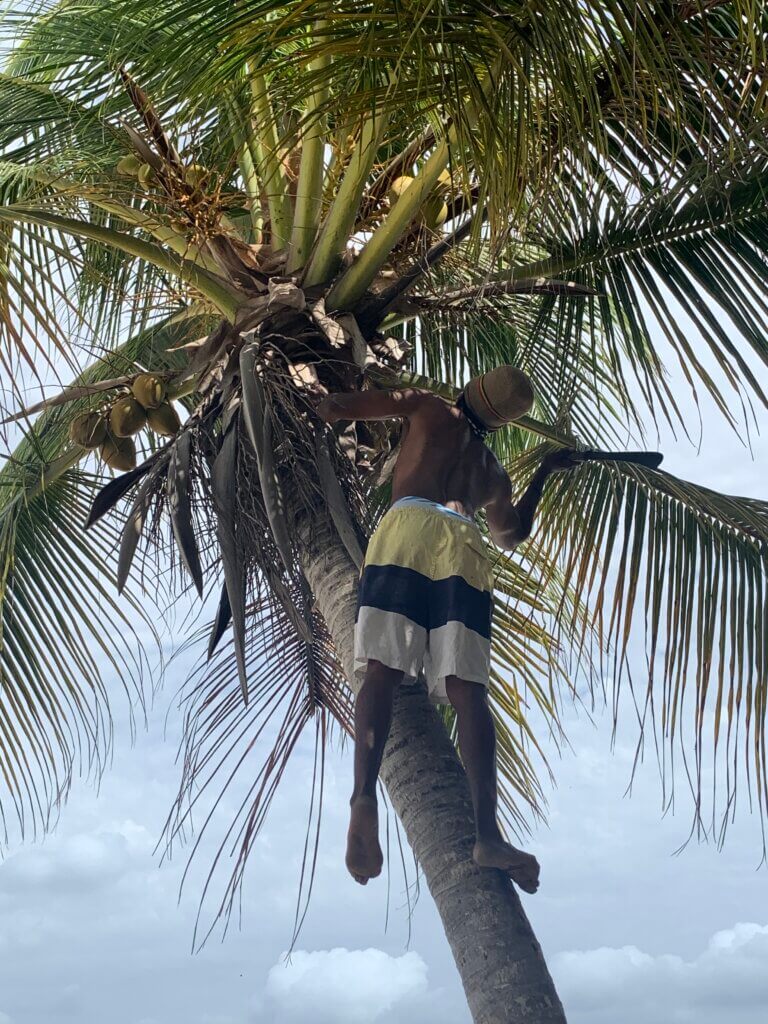 Lessons from Anguilla: A local chops down a coconut