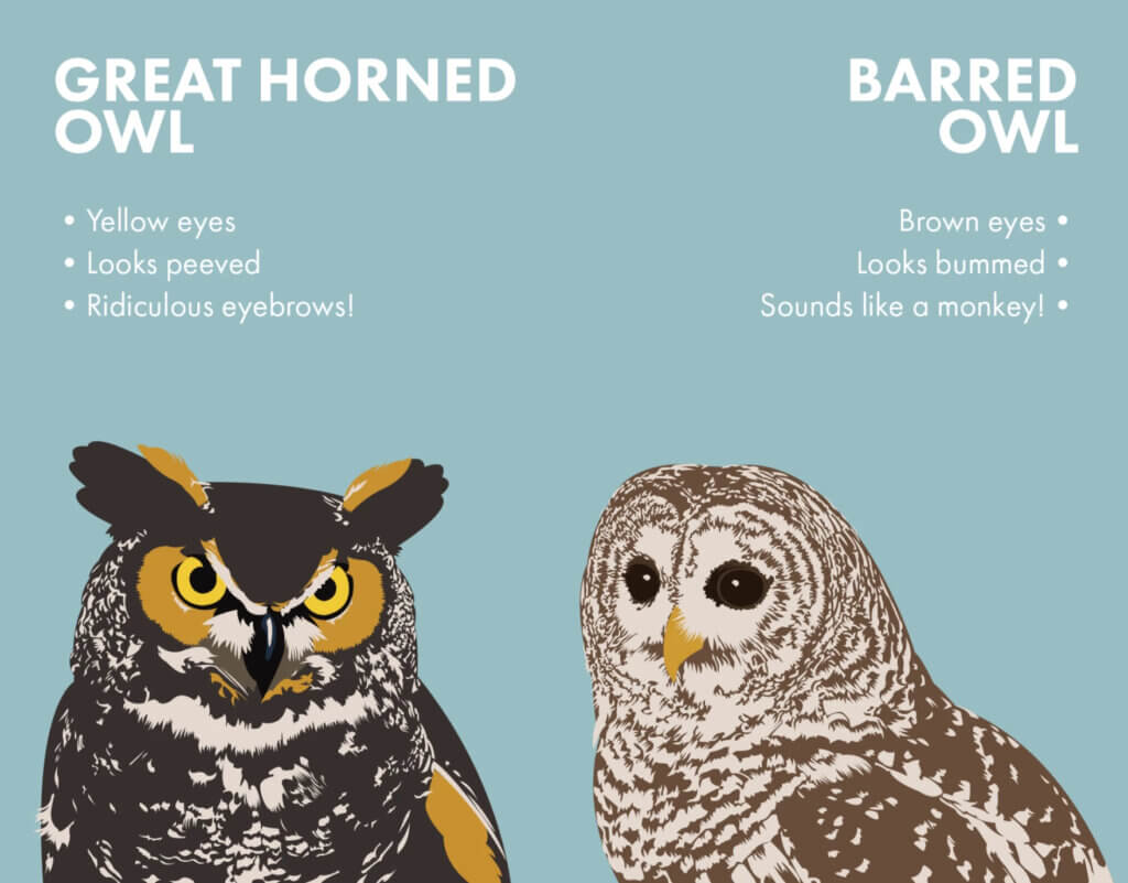 Knowing the differences: an illustration of Great Horned and Barred owls Image attribution: https://www.nhpr.org/something-wild/2016-02-05/something-wild-how-owls-spend-the-winter